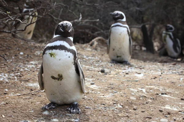 Магеллановы Пингвины Пунта Томбо Аргентине — стоковое фото