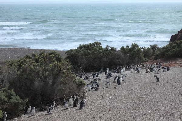 Magellan Pinguïns Van Punta Tombo Argentinië — Stockfoto