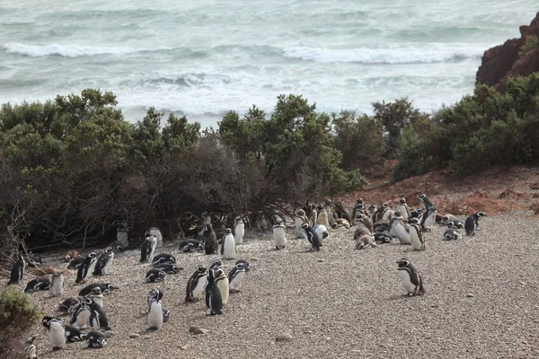 Magellan Pinguïns Van Punta Tombo Argentinië — Stockfoto