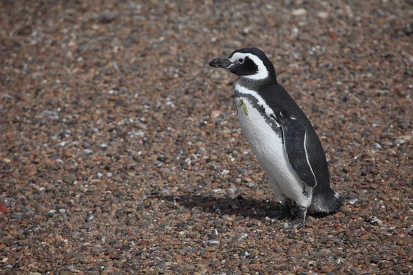 Магеллановы Пингвины Пунта Томбо Аргентине — стоковое фото