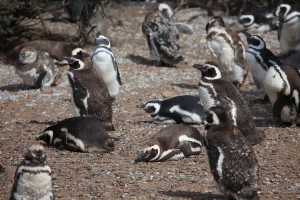 Magellan Pinguïns Van Punta Tombo Argentinië — Stockfoto