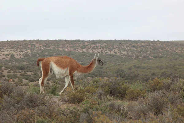 アルゼンチンのバルデス半島にアルパカ — ストック写真