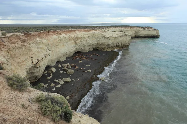 Uszczelnienia Peninsula Valdes Argentynie — Zdjęcie stockowe