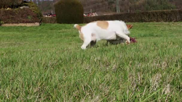 Pequeño Perro Está Jugando — Vídeo de stock