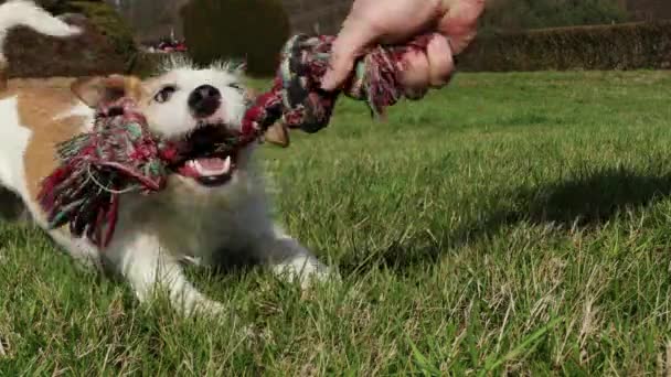 Anjing Kecil Sedang Bermain — Stok Video