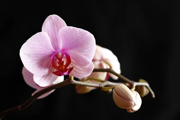 Pink Flowering Orchid — Stock Photo, Image