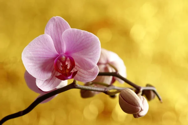 Розовая Цветущая Орхидея — стоковое фото