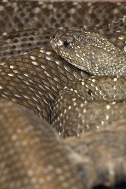 tehlikeli bir zehirli çıngıraklı yılan