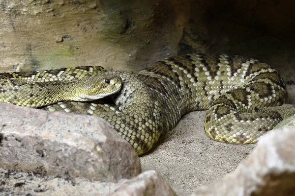 Una Peligrosa Serpiente Cascabel Venenosa — Foto de Stock