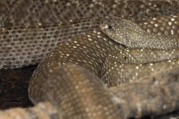 Una Peligrosa Serpiente Cascabel Venenosa —  Fotos de Stock