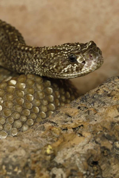 Una Peligrosa Serpiente Cascabel Venenosa —  Fotos de Stock