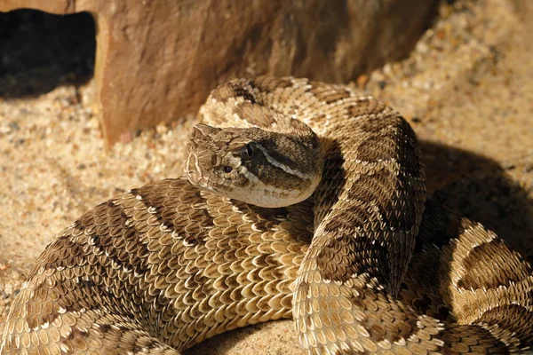 Dangerous Poisonous Rattlesnake — Stock Photo, Image