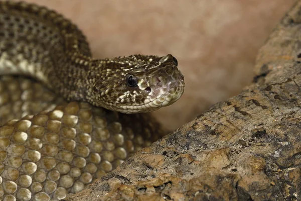 危険な猛毒のガラガラヘビ — ストック写真