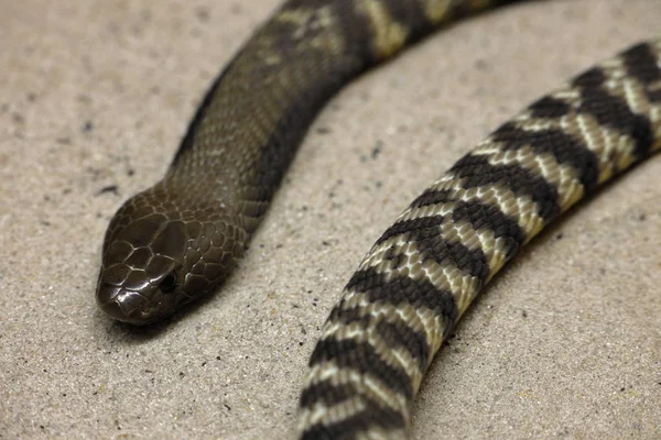 Eine Junge Kobra Schlangen — Stockfoto