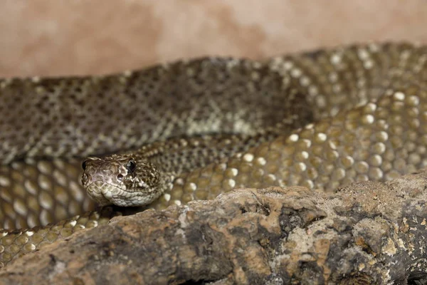 Una Peligrosa Serpiente Cascabel Venenosa —  Fotos de Stock