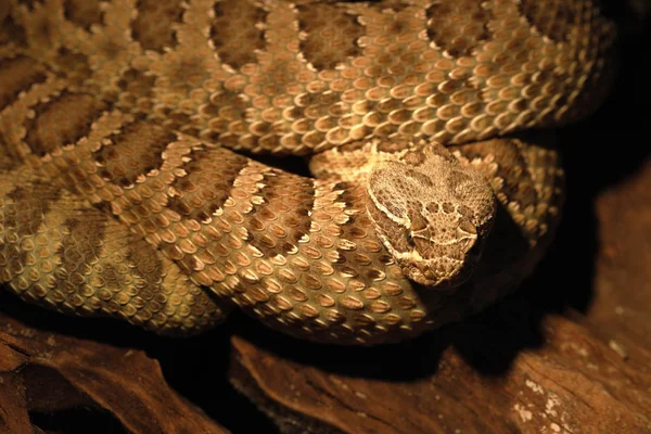 Una Peligrosa Serpiente Cascabel Venenosa — Foto de Stock