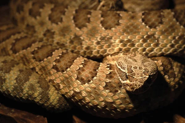 Een Gevaarlijke Giftige Rattlesnake — Stockfoto