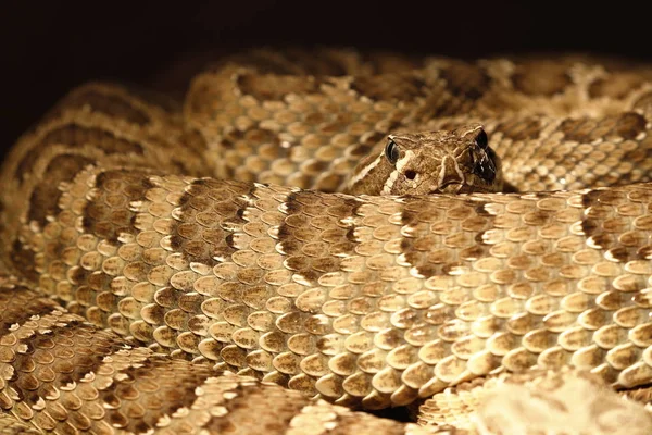 Una Peligrosa Serpiente Cascabel Venenosa —  Fotos de Stock