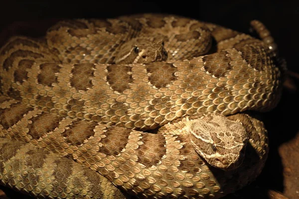 Dangerous Poisonous Rattlesnake — Stock Photo, Image