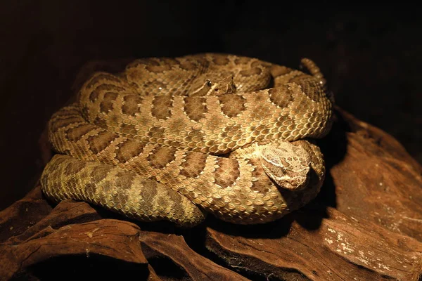 Pericoloso Serpente Sonagli Velenoso — Foto Stock