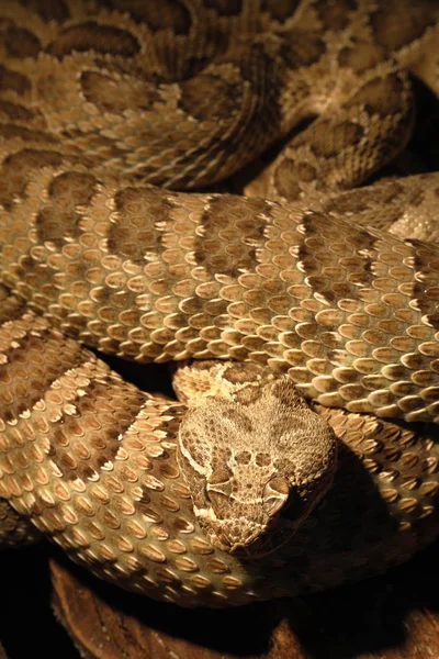 Una Peligrosa Serpiente Cascabel Venenosa —  Fotos de Stock