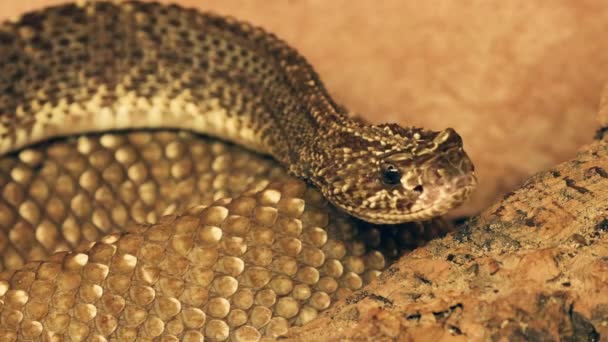 Een Gevaarlijke Giftige Rattlesnake — Stockvideo