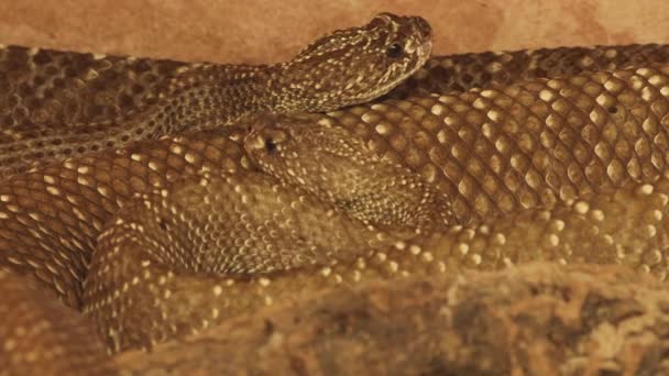 Een Gevaarlijke Giftige Rattlesnake — Stockvideo