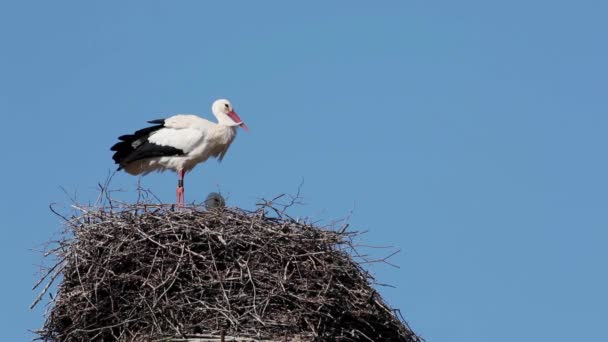 巣の上の白いコウノトリ — ストック動画