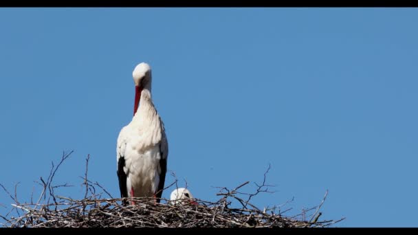 Witte Ooievaar Het Nest — Stockvideo