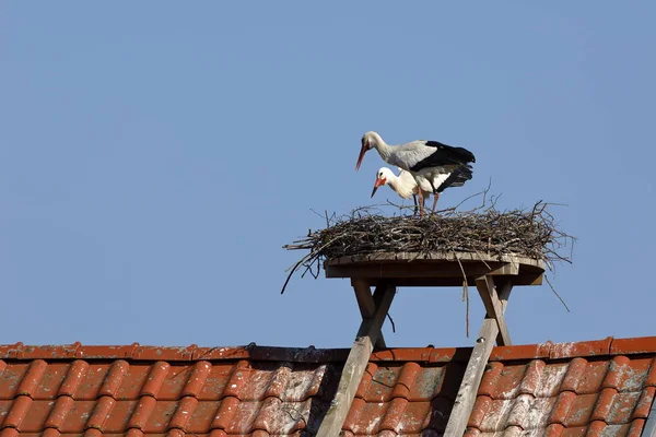 Cigogne Blanche Sur Nid — Photo