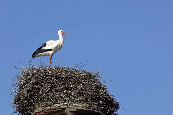 巣の上の白いコウノトリ — ストック写真