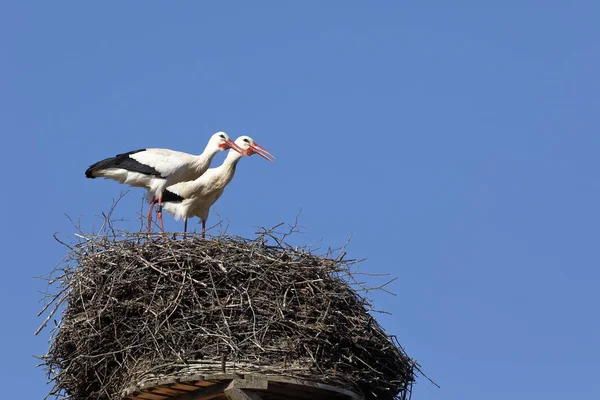 巣の上の白いコウノトリ — ストック写真