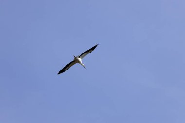 Uçmakta olan beyaz bir leylek