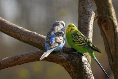 Avustralya 'dan renkli Budgies