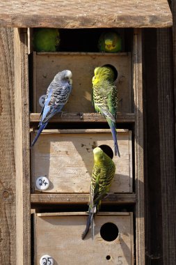 Avustralya 'dan renkli Budgies