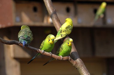 Avustralya 'dan renkli Budgies