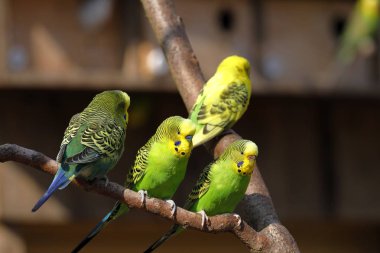 Avustralya 'dan renkli Budgies