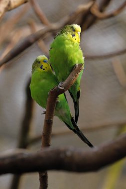 Avustralya konumundan Budgies 