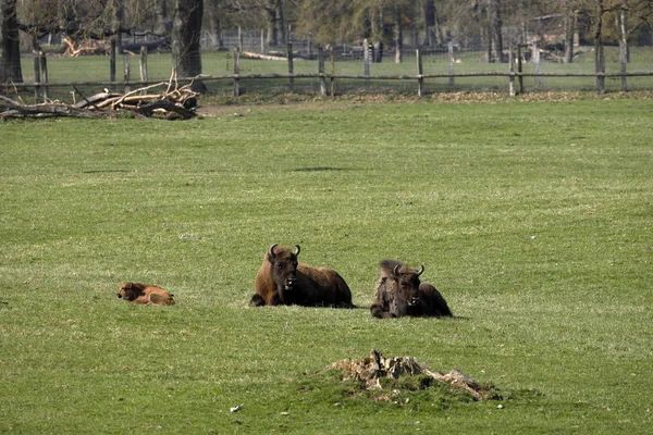 European Bison Meadow — Stock Photo, Image