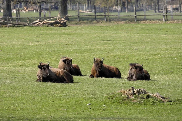 Ευρωπαϊκή Bison Ένα Λιβάδι — Φωτογραφία Αρχείου