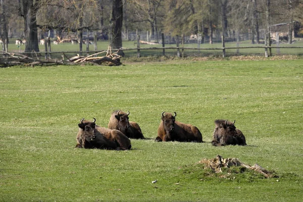 European Bison Meadow — Stock Photo, Image