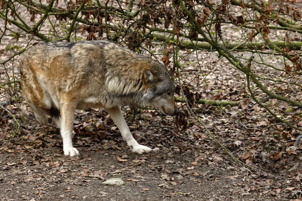 Lupo Nella Foresta — Foto Stock