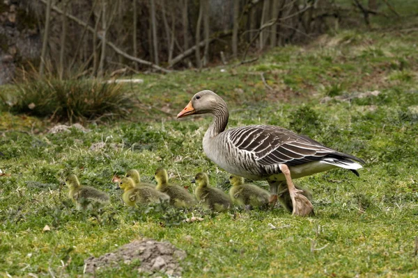 Husa Kuřaty Greylag — Stock fotografie