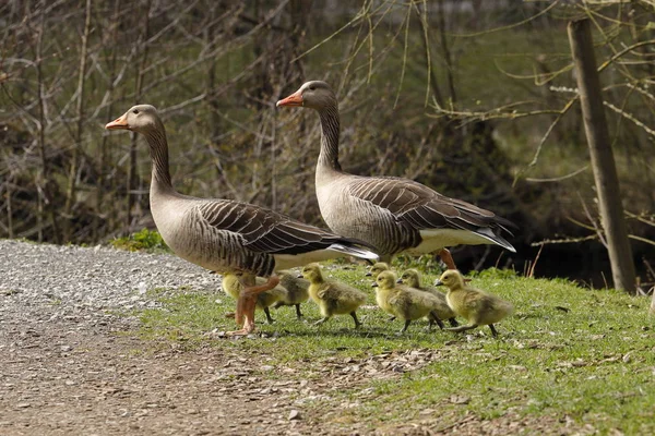 Ganso Greylag Europeo Con Los Polluelos — Foto de Stock