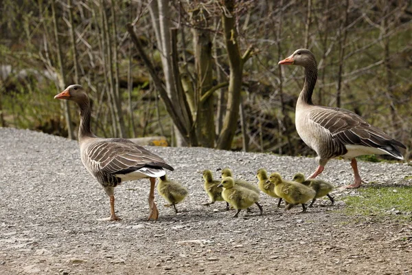 Ganso Greylag Europeo Con Los Polluelos — Foto de Stock