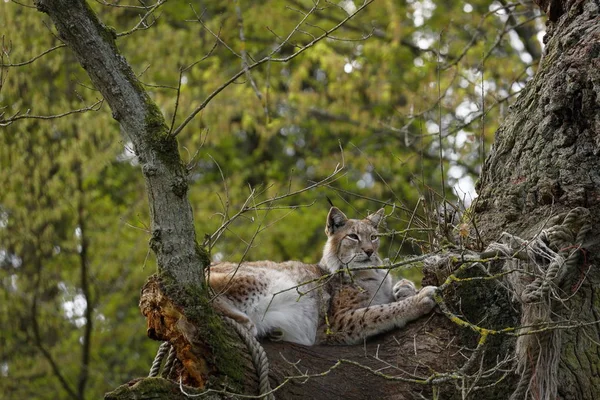 Lynx Europeu Uma Árvore — Fotografia de Stock