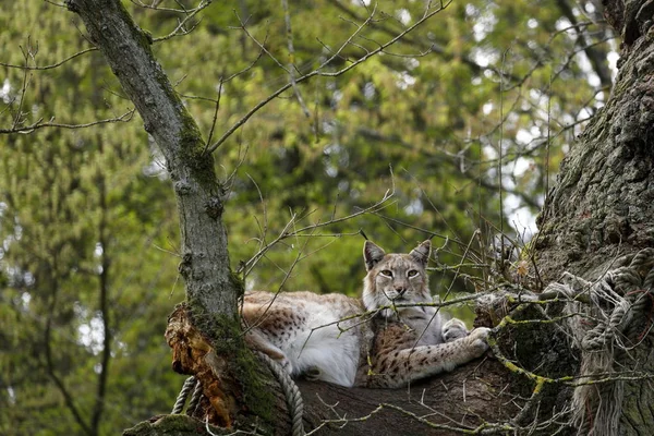 Lynx Européen Dans Arbre — Photo