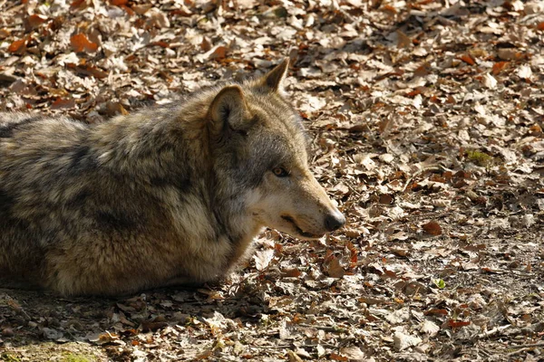 Wolf Het Bos — Stockfoto