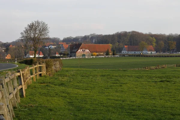 Hingsten Altefeld Hessen — Stockfoto