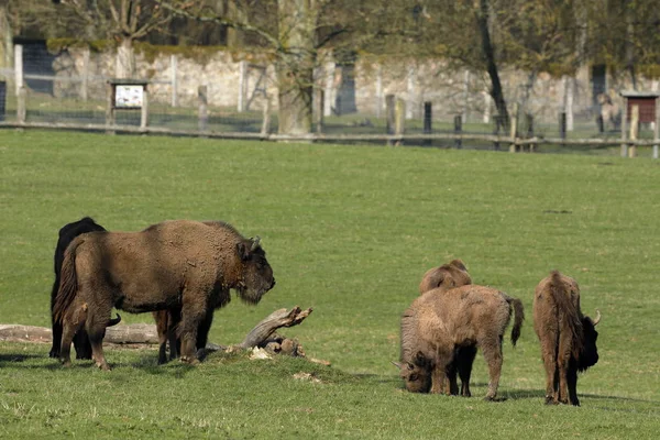 European Bison Meadow — Stock Photo, Image